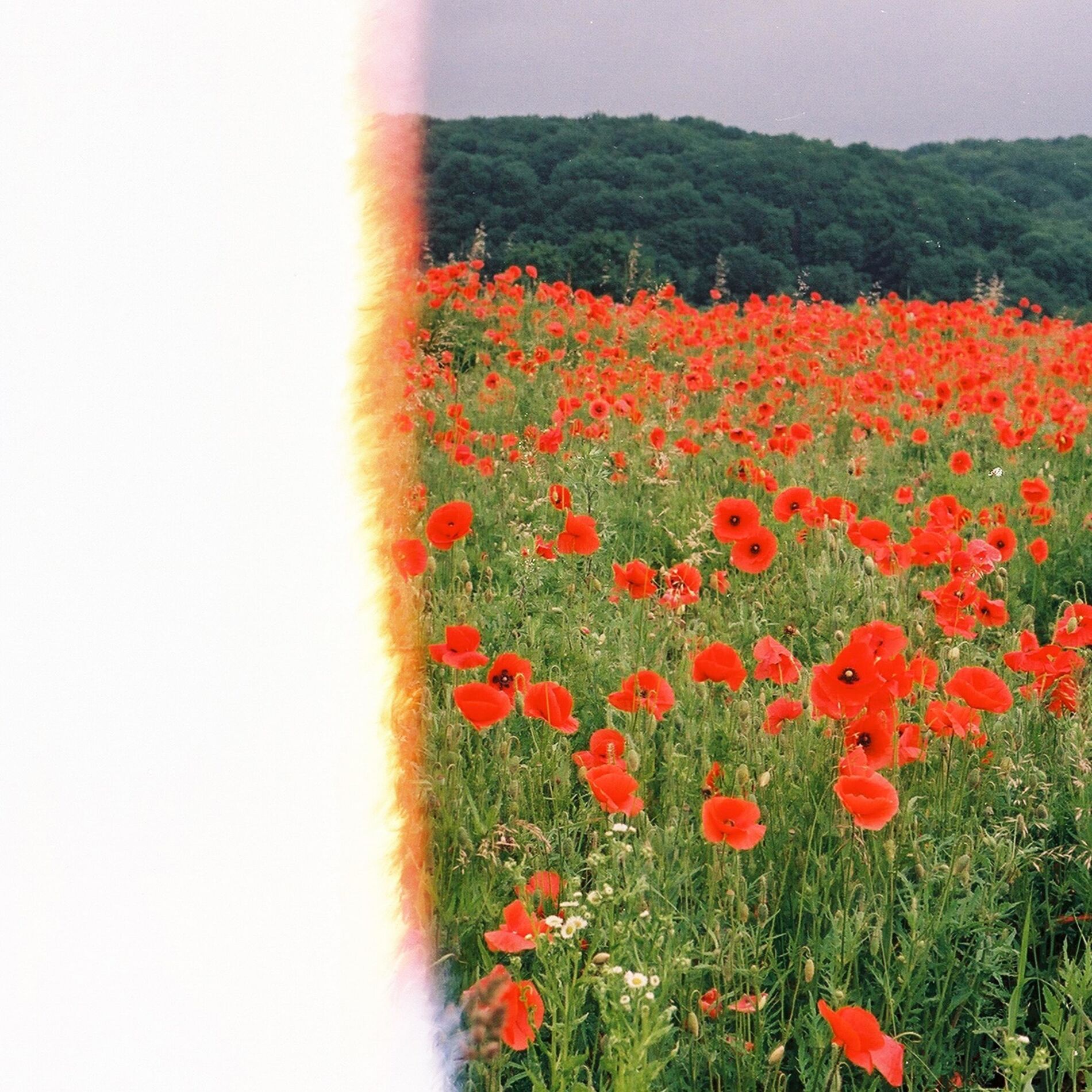 Album cover of Poppies