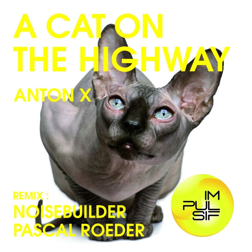 Picture of A Cat On the Highway