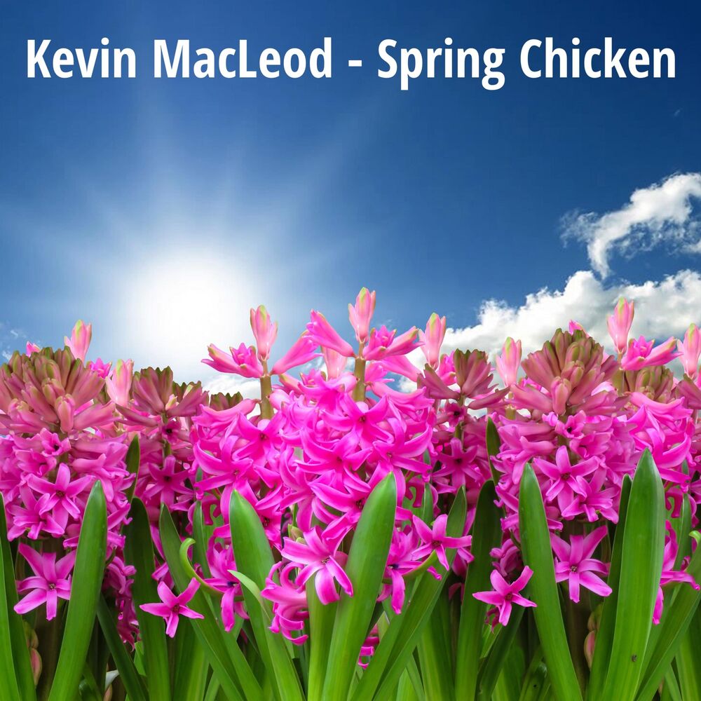 Picture of Spring Chicken