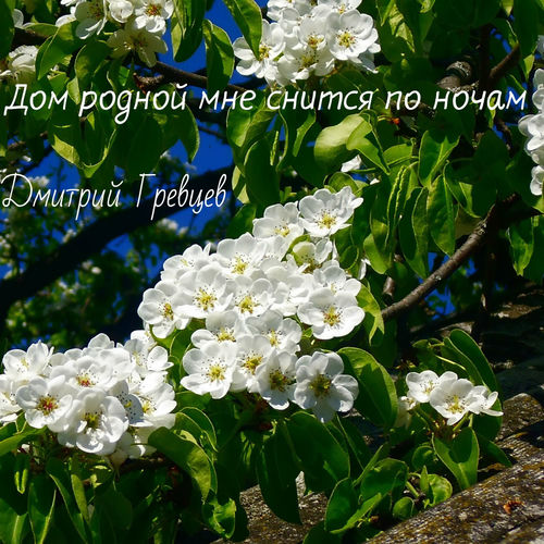 Дом родной мне снится по ночам