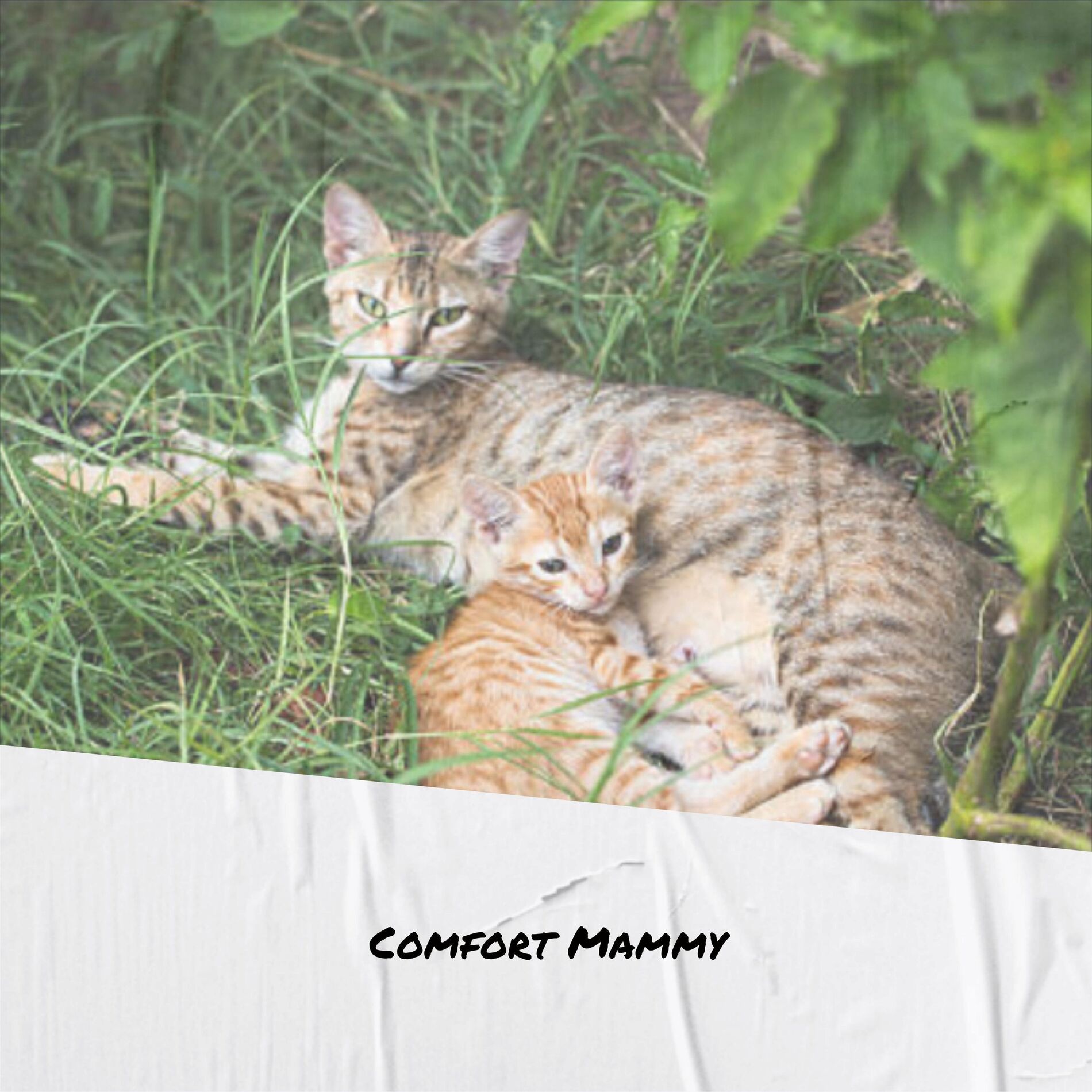 Album cover of Comfort Mammy