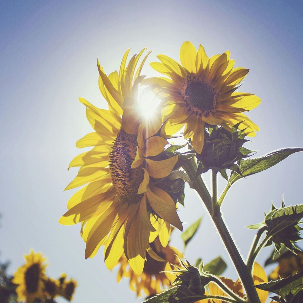 Picture of Amanhecer
