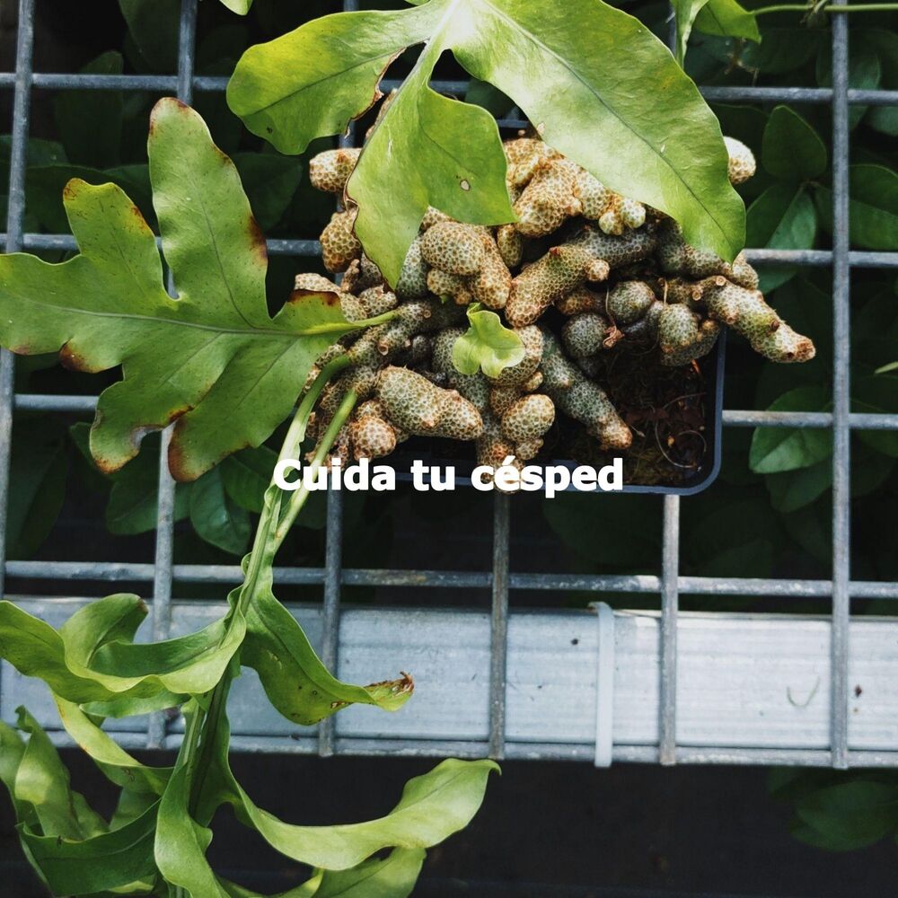Picture of Cuida tu césped