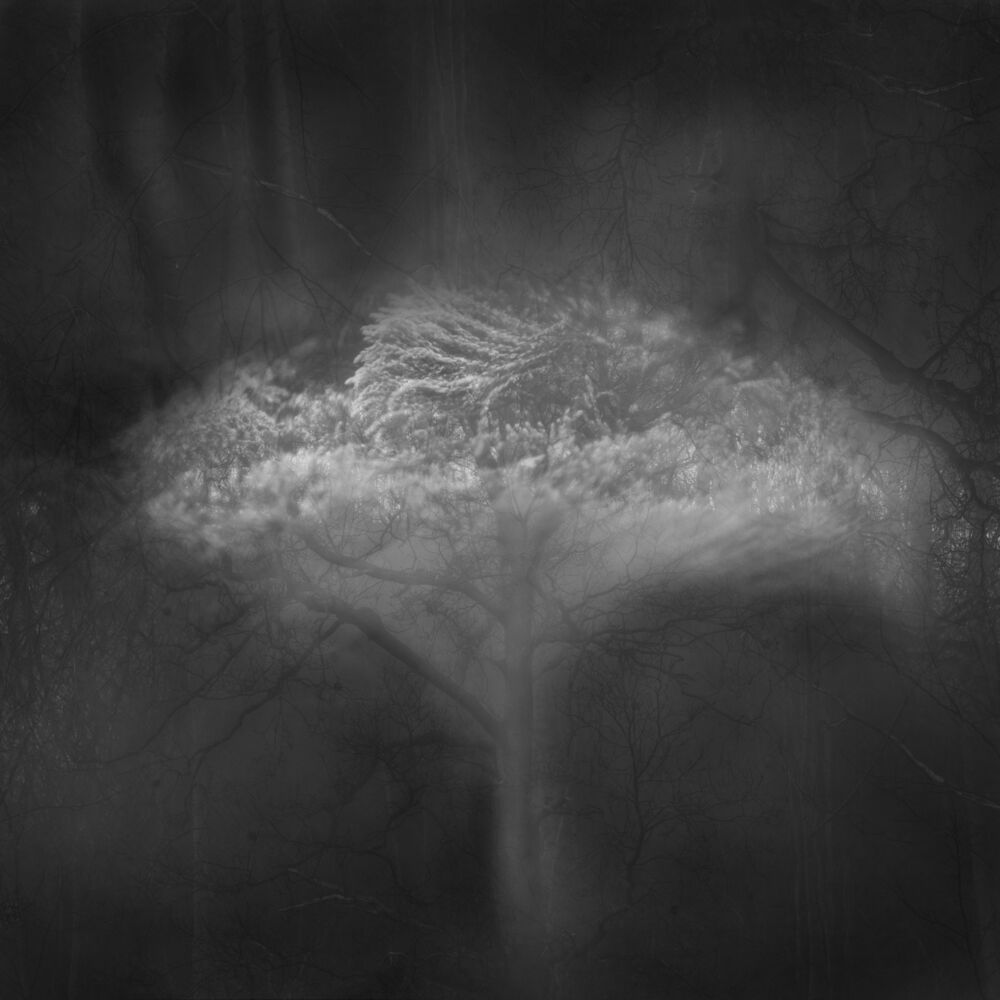 Picture of Bury the Ones We Love and Burn the Rest