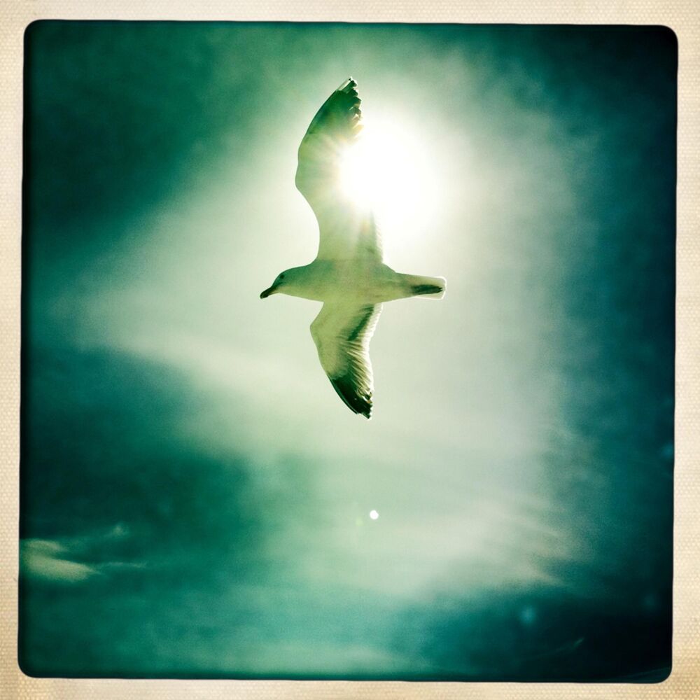 Picture of Muted Angels
