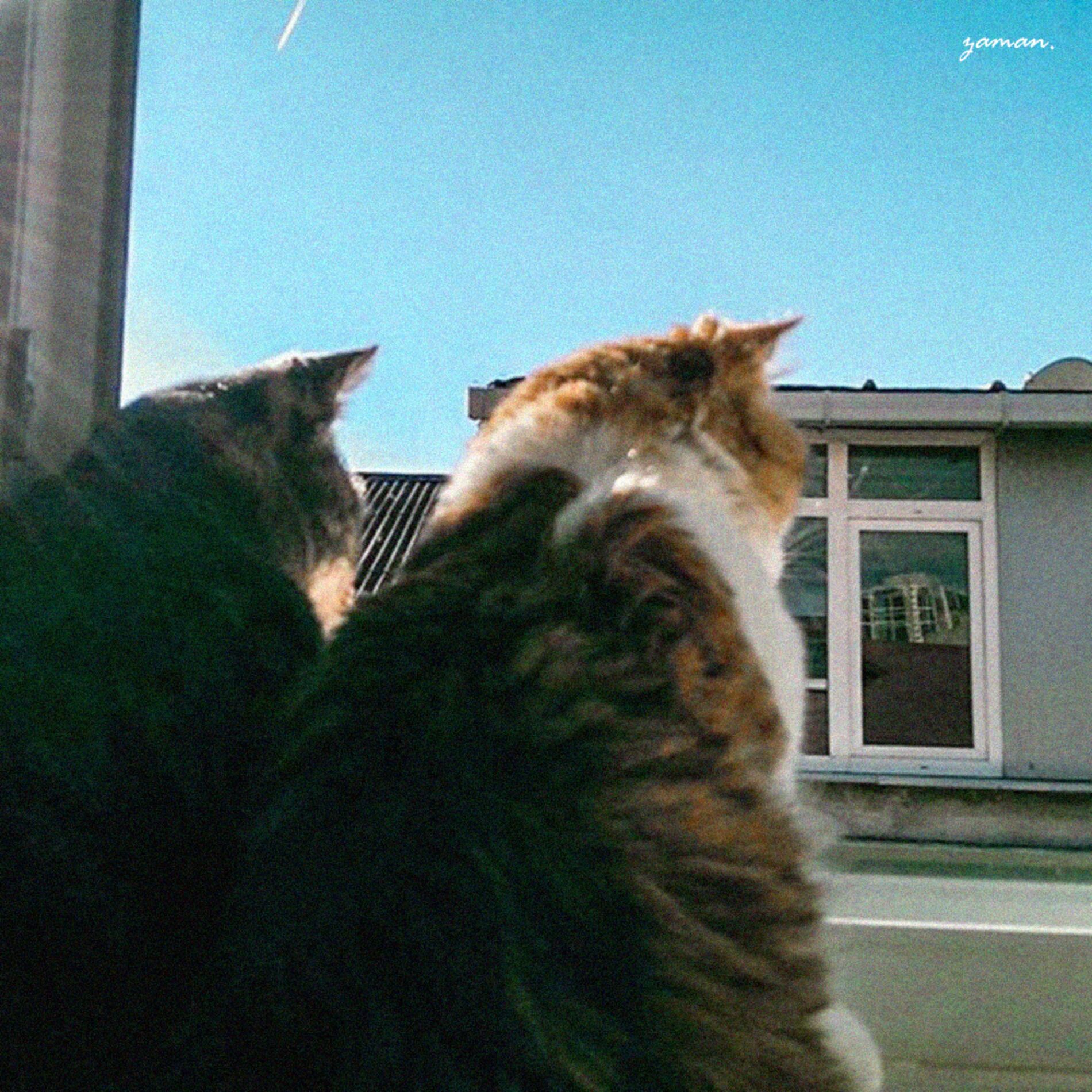 Album cover of Zaman