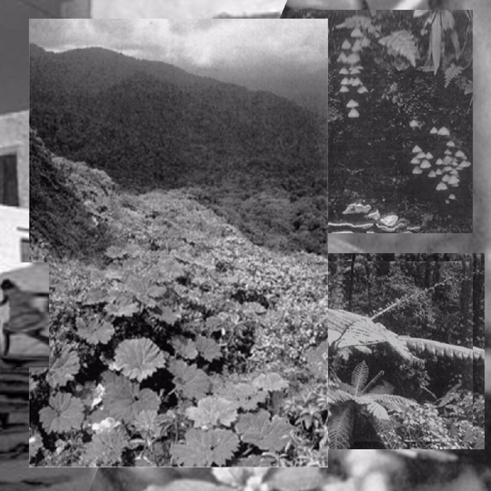 Picture of gaucimal / ficus