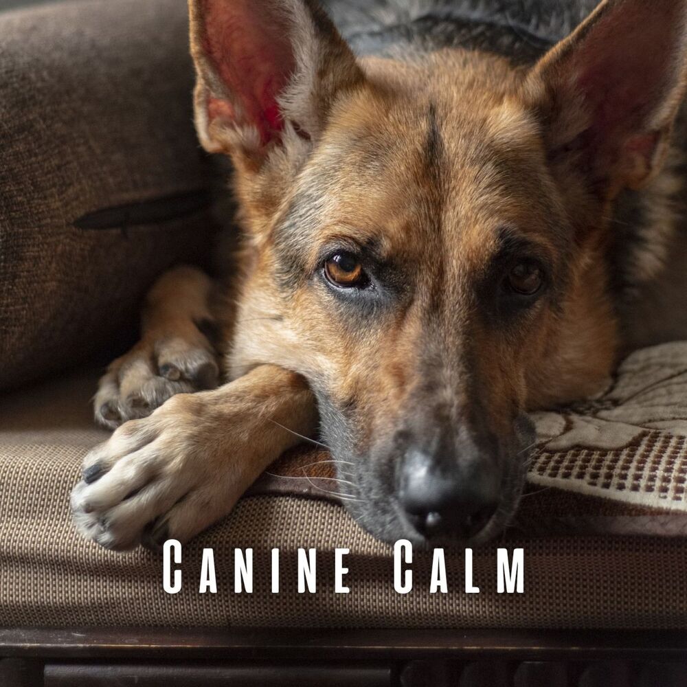 Picture of Canine Calm: Soothing Sounds for Dogs