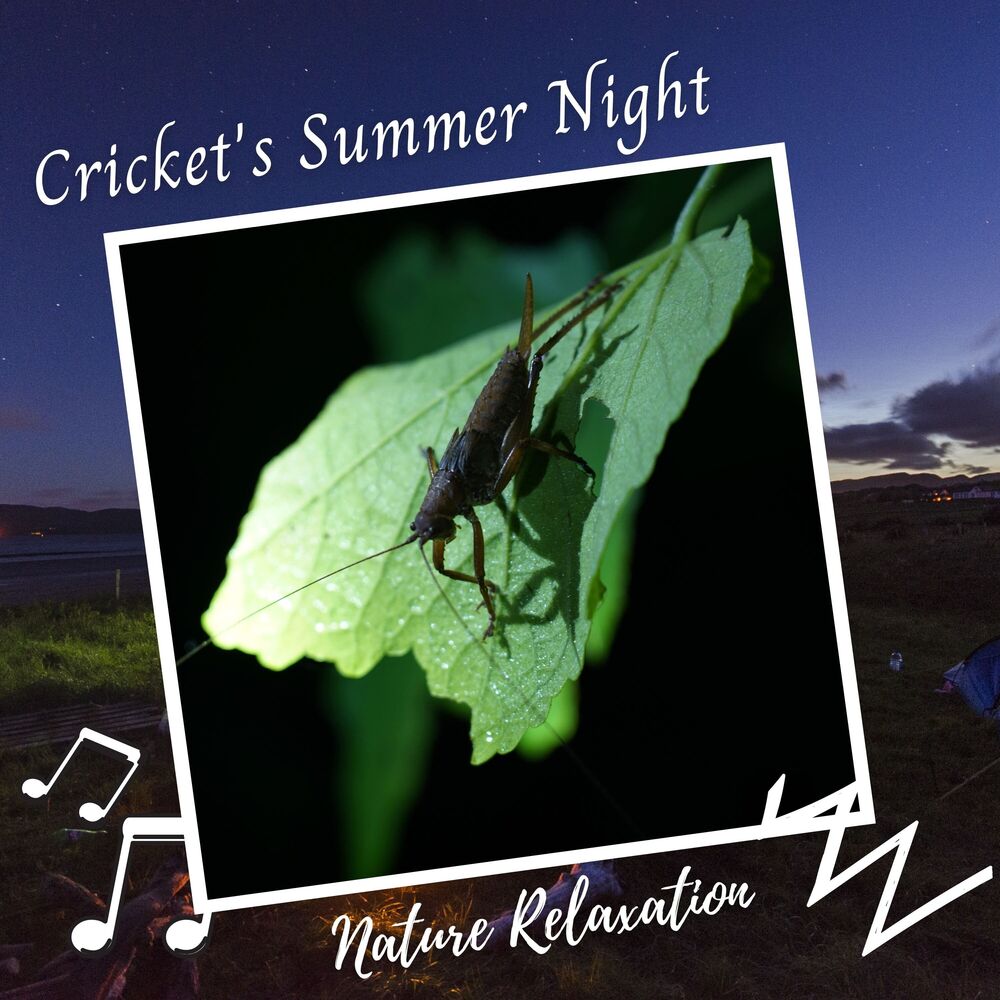 Picture of Nature Relaxation: Cricket's Summer Night