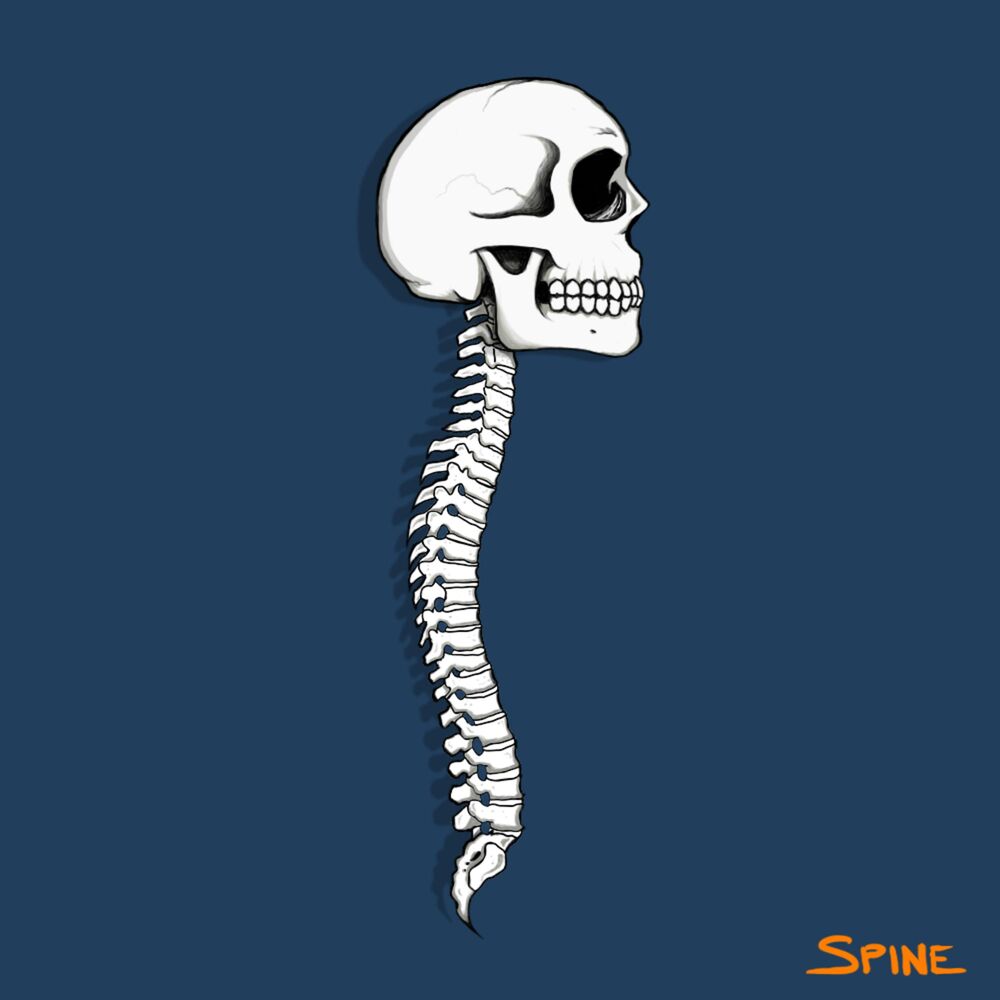 Picture of Spine