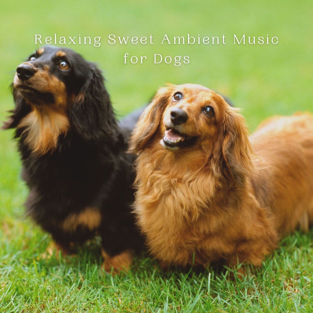 Picture of Relaxing Sweet Ambient Music for Dogs
