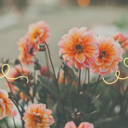 Jardim do Amor