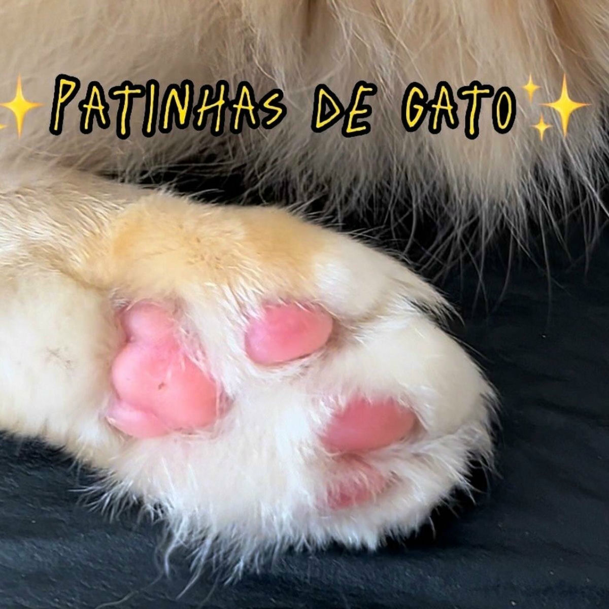 Album cover of Patinhas de Gato