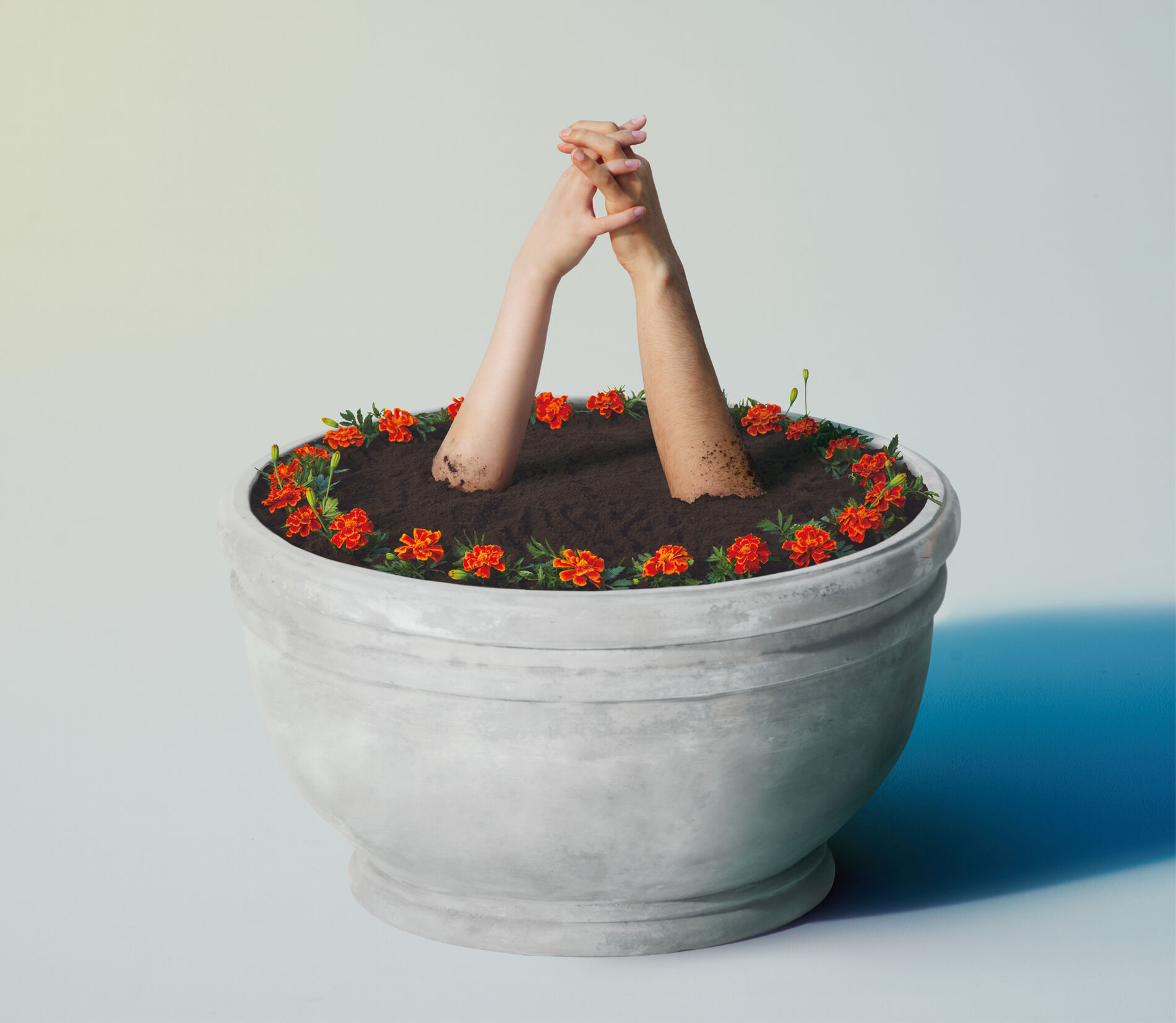 Album cover of Marigold