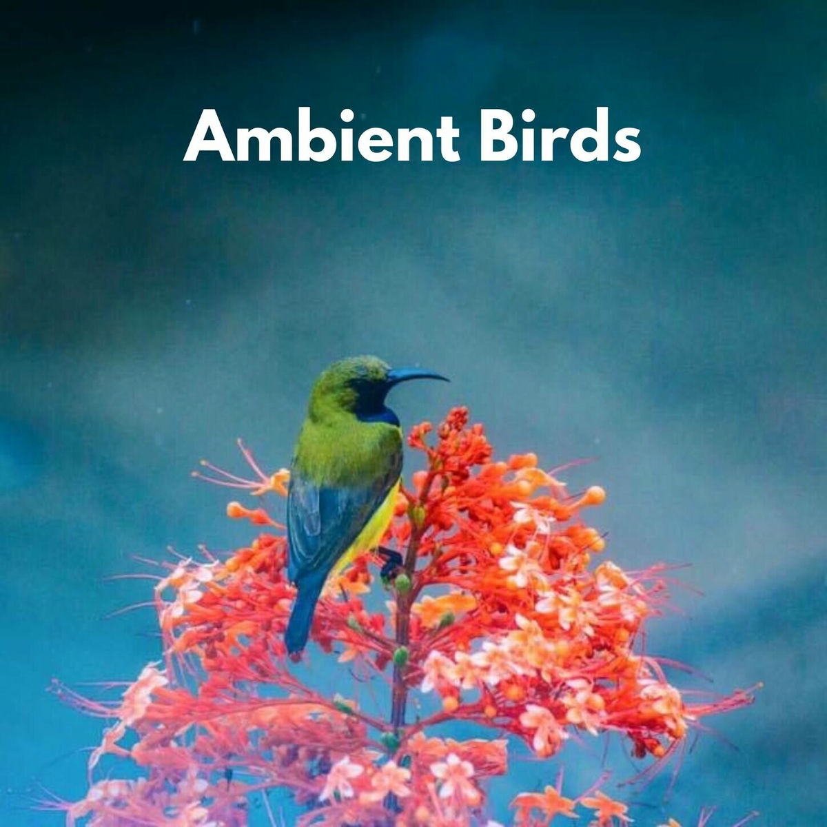 Album cover of Ambient Birds