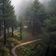 Soft Forest Clappering