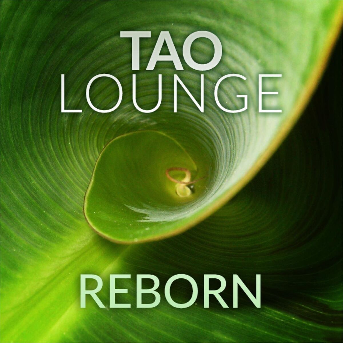 Album cover of Reborn