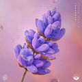Lavender (OAKUM Remix)