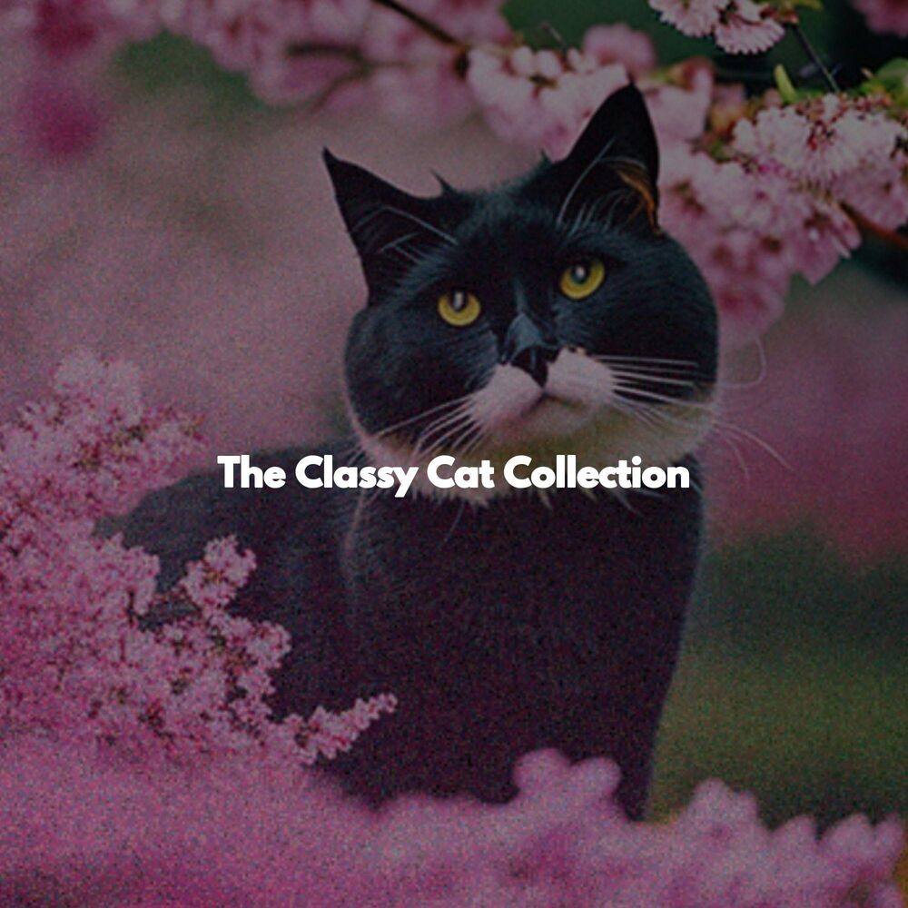 Picture of The Classy Cat Collection