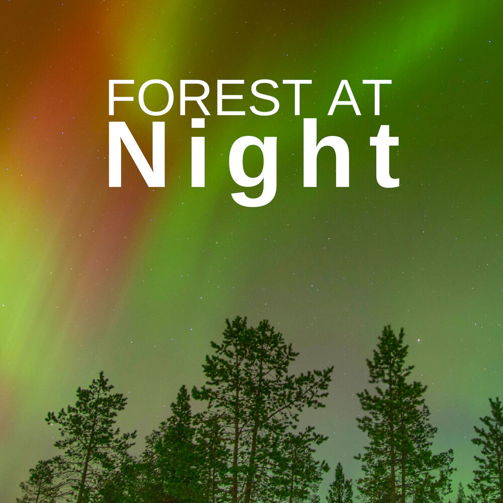 Picture of Forest at Night: Relaxing Nature Night Sounds