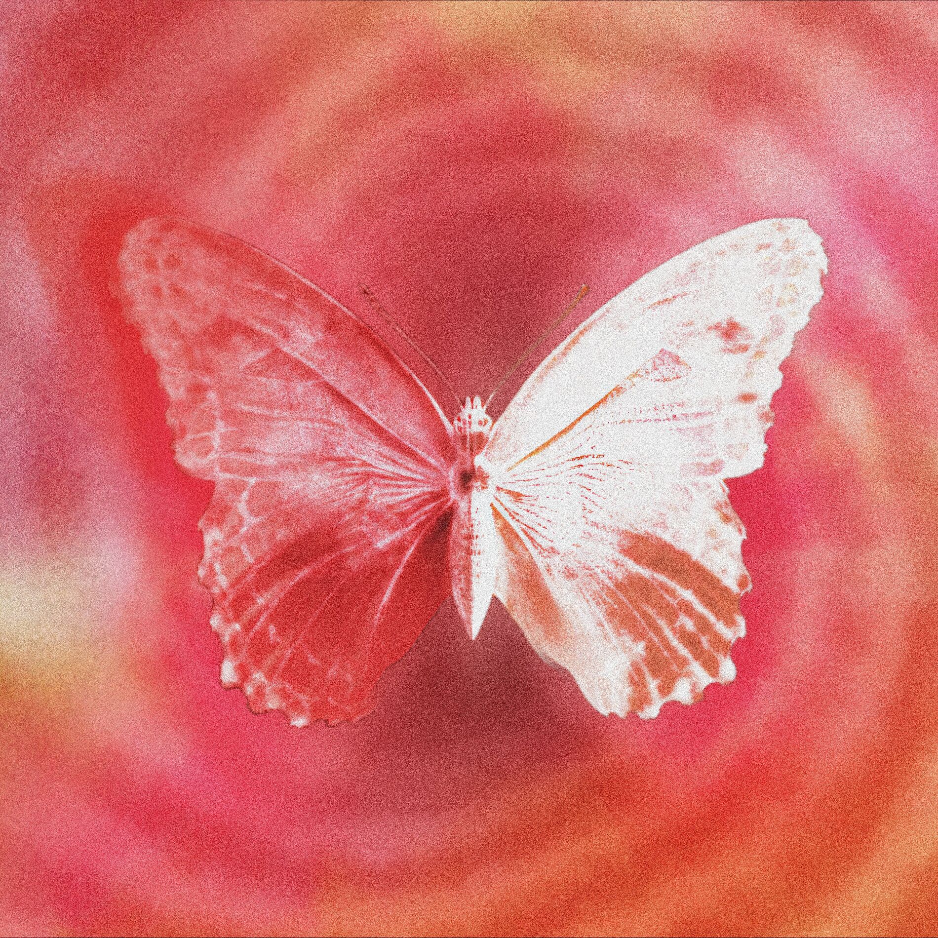 Album cover of Torz