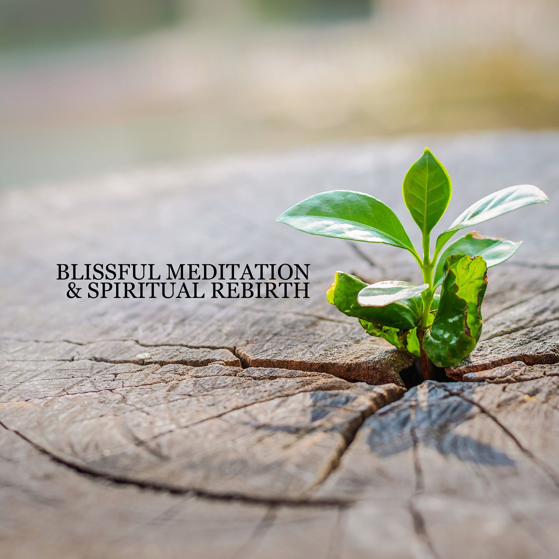 Album cover of Blissful Meditation & Spiritual Rebirth: Peacefulness, Calm Yoga, New Age Music Prayers