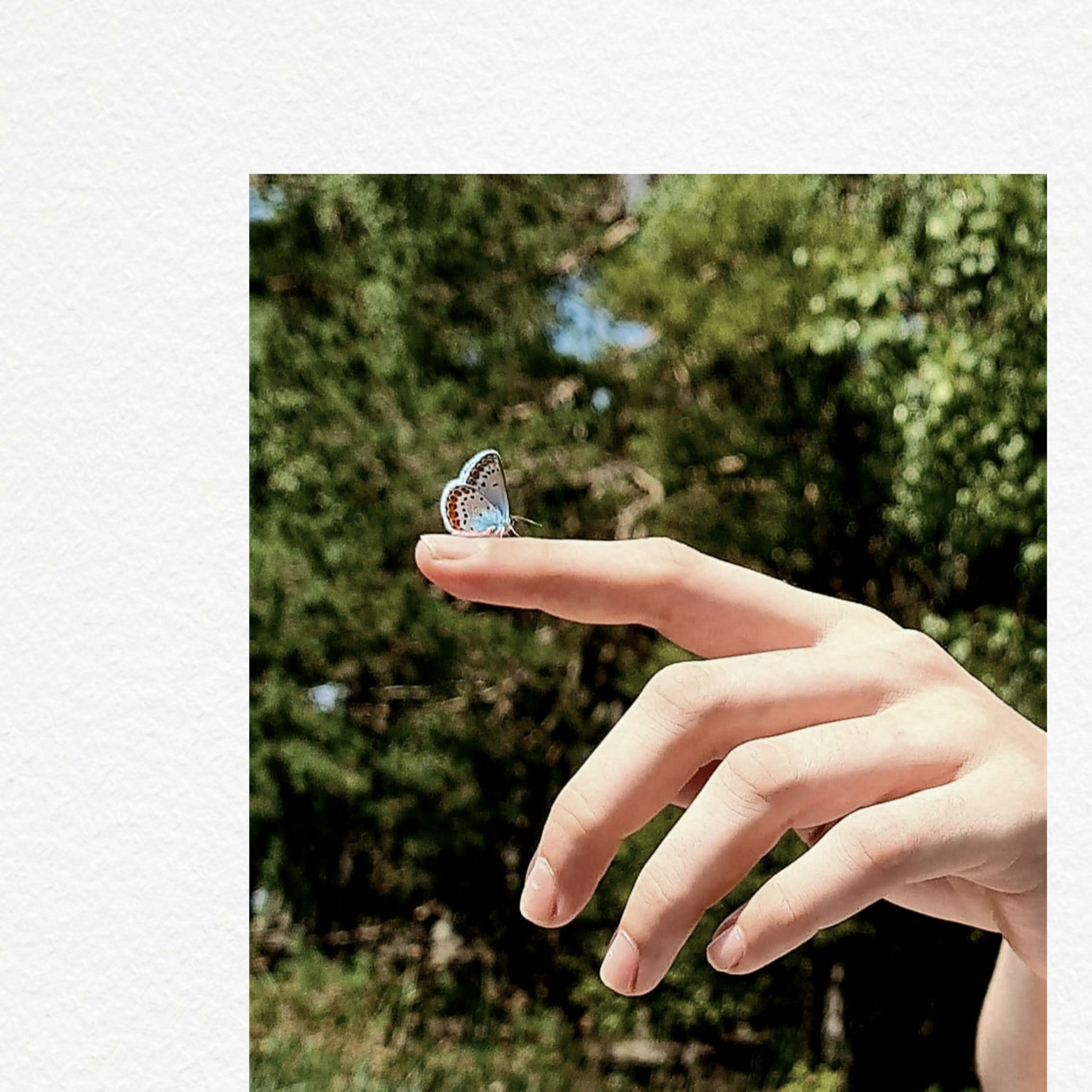 Album cover of Time Flies