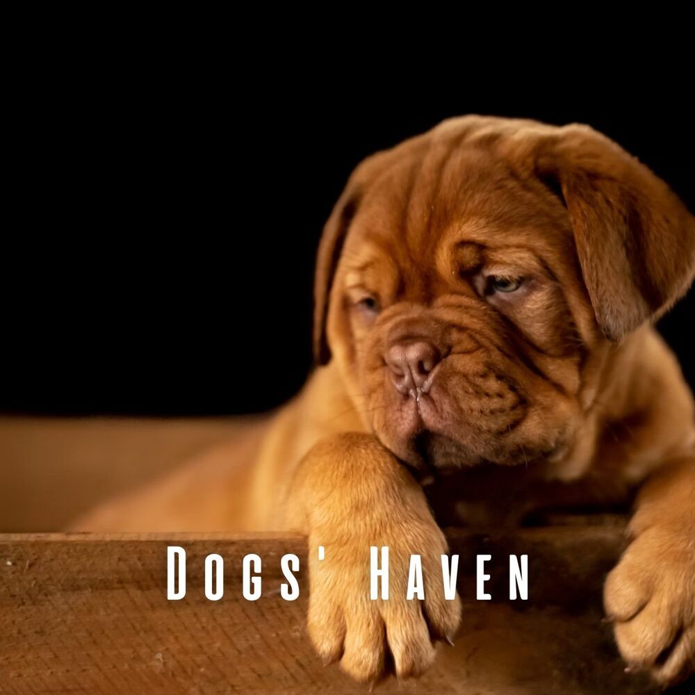 Picture of Dogs' Haven: Binaural Sounds and Serene Ocean Waves