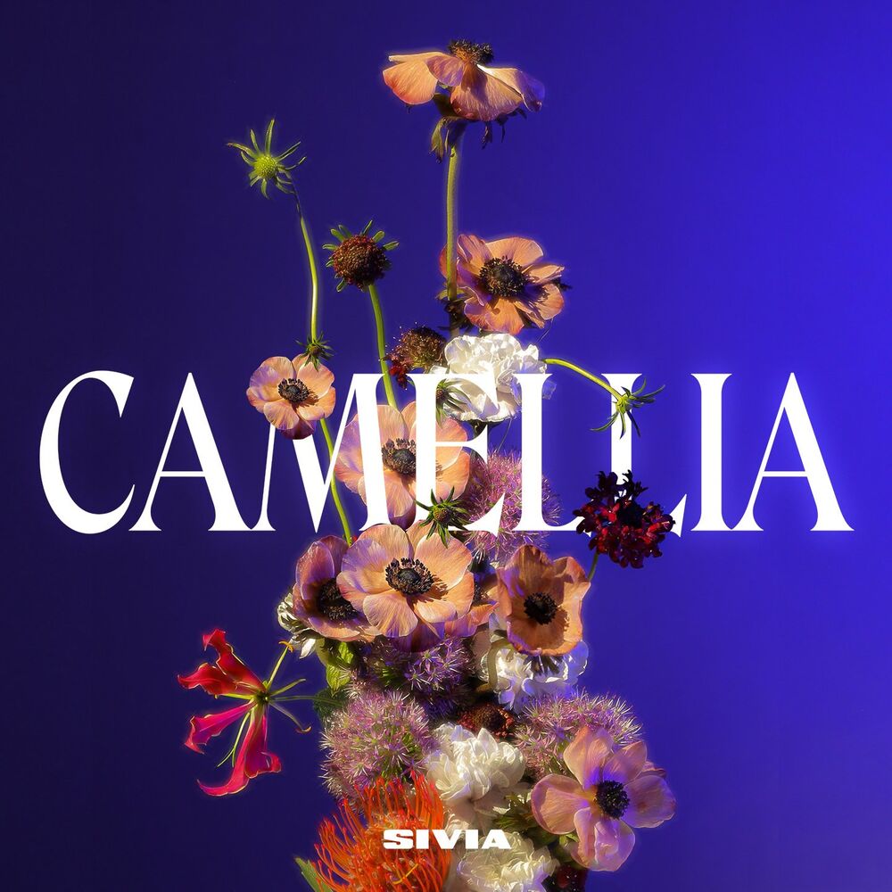 Picture of Camellia