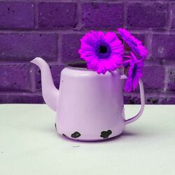 Cover of Cultured Magenta Contemplation