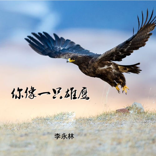 你像一只雄鹰