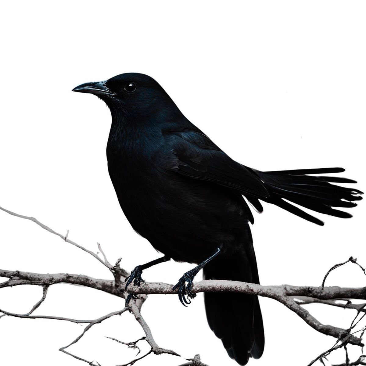 Album cover of Spring Birds