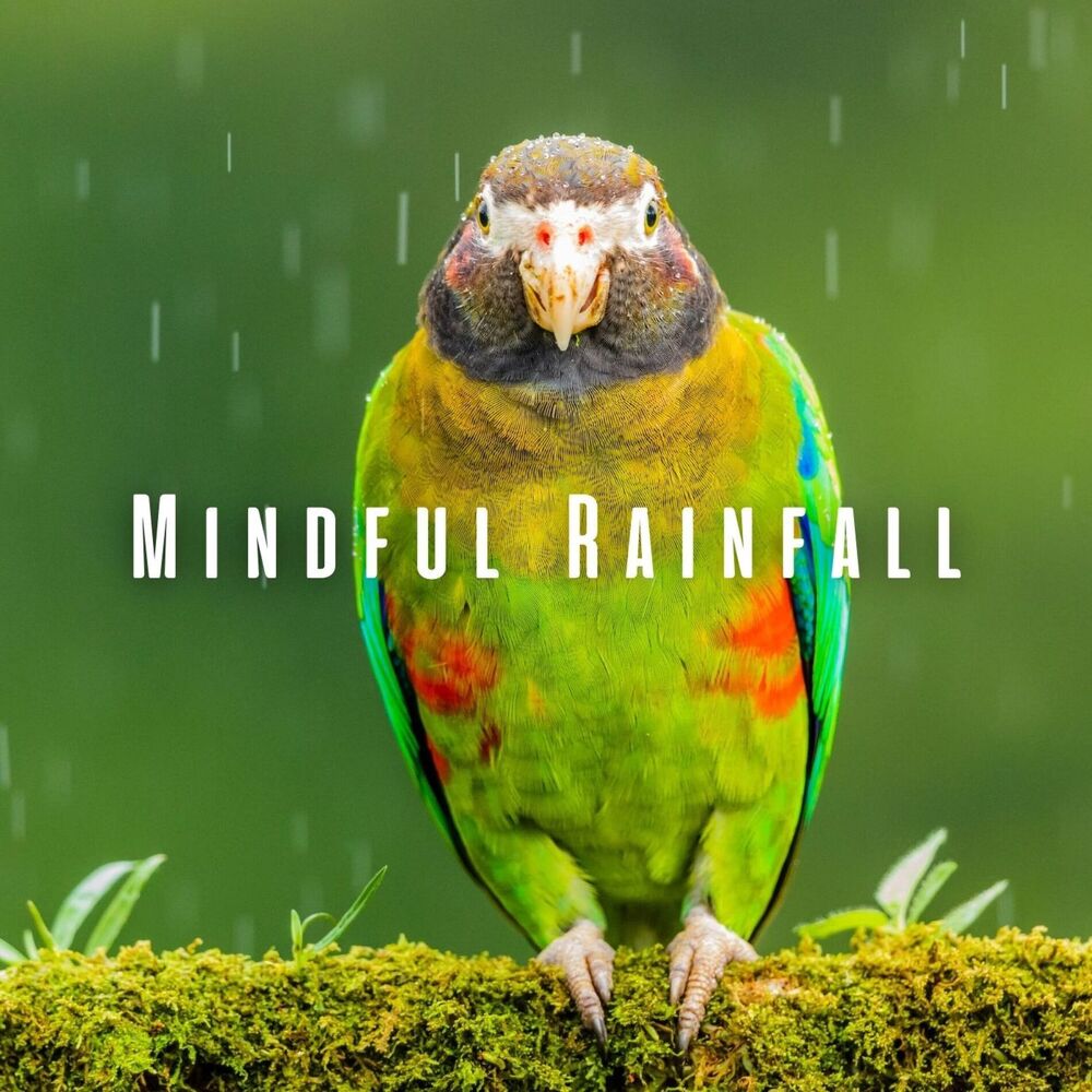 Picture of Mindful Rainfall: Study with Nature's Birds and Chill Music