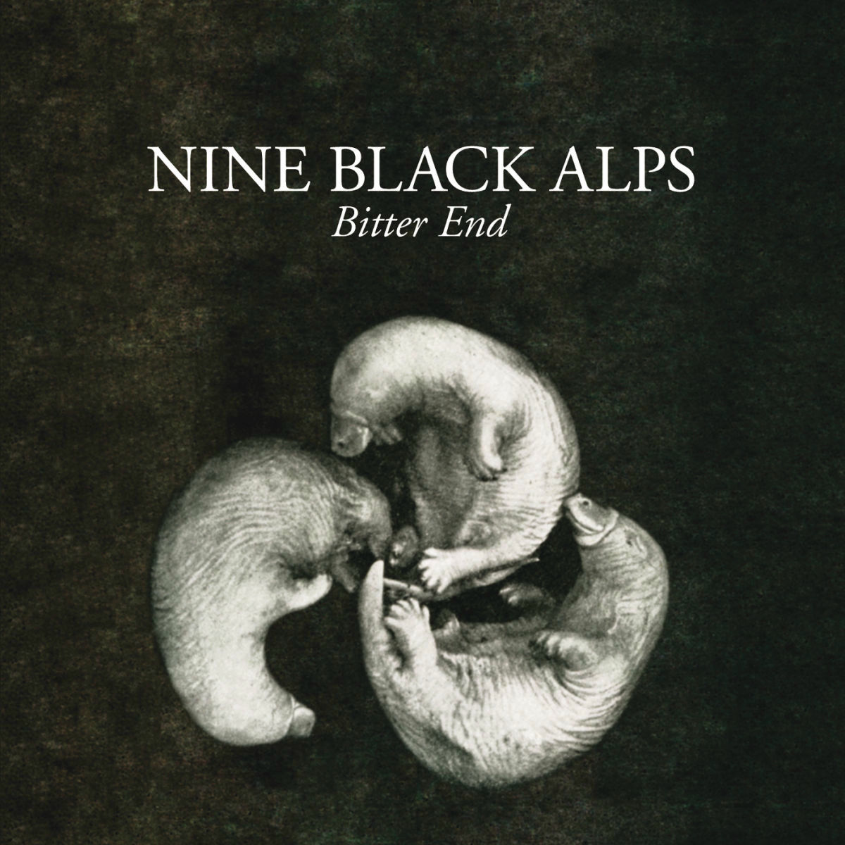 Nine Black Alps - Everything Is | Deezer