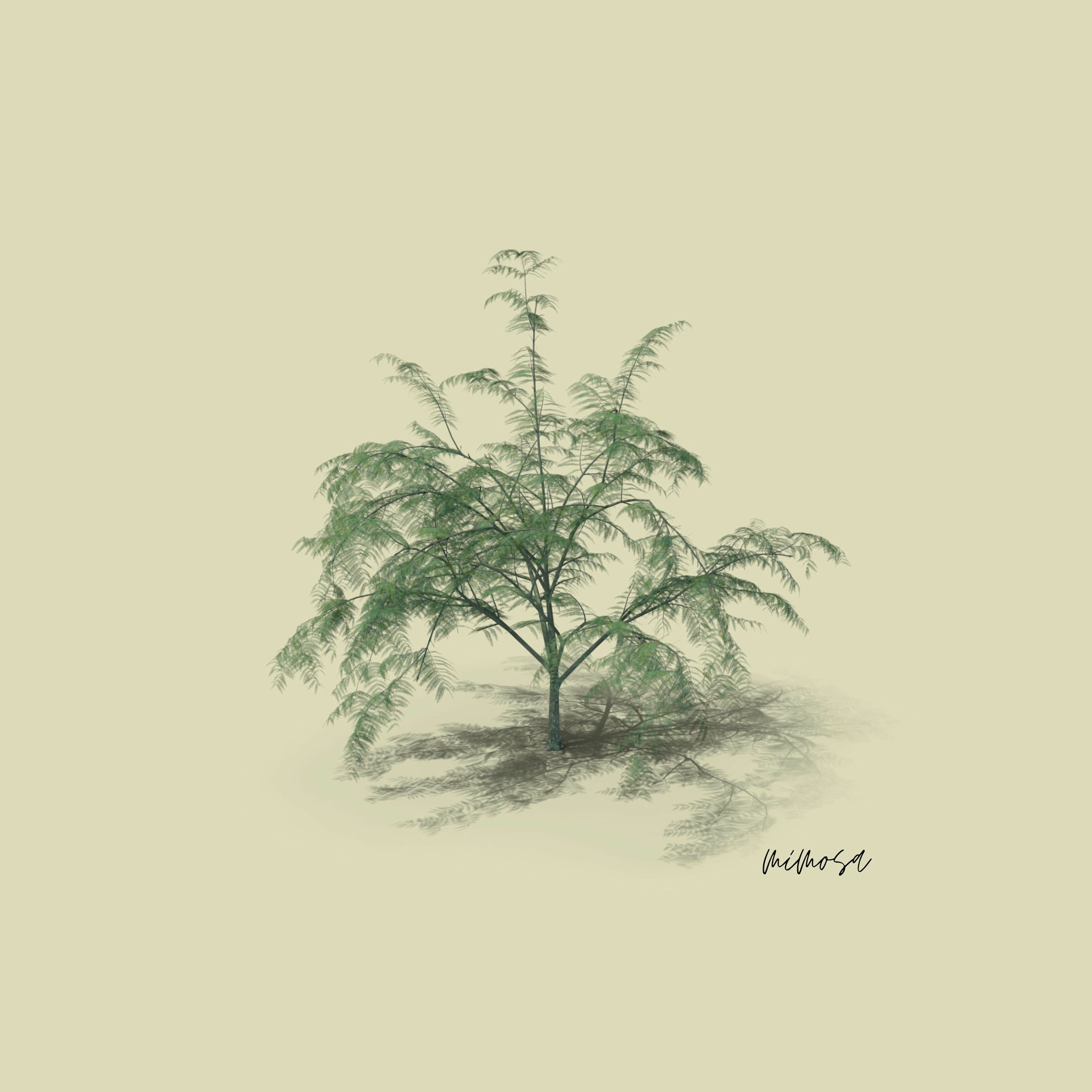 Album cover of mimosa