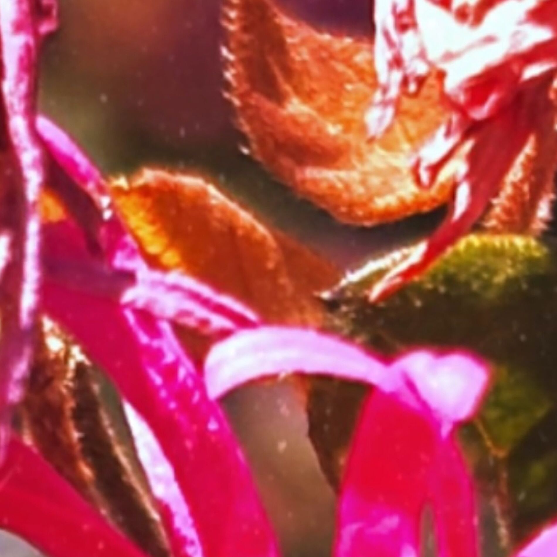 Album cover of infrared orchids