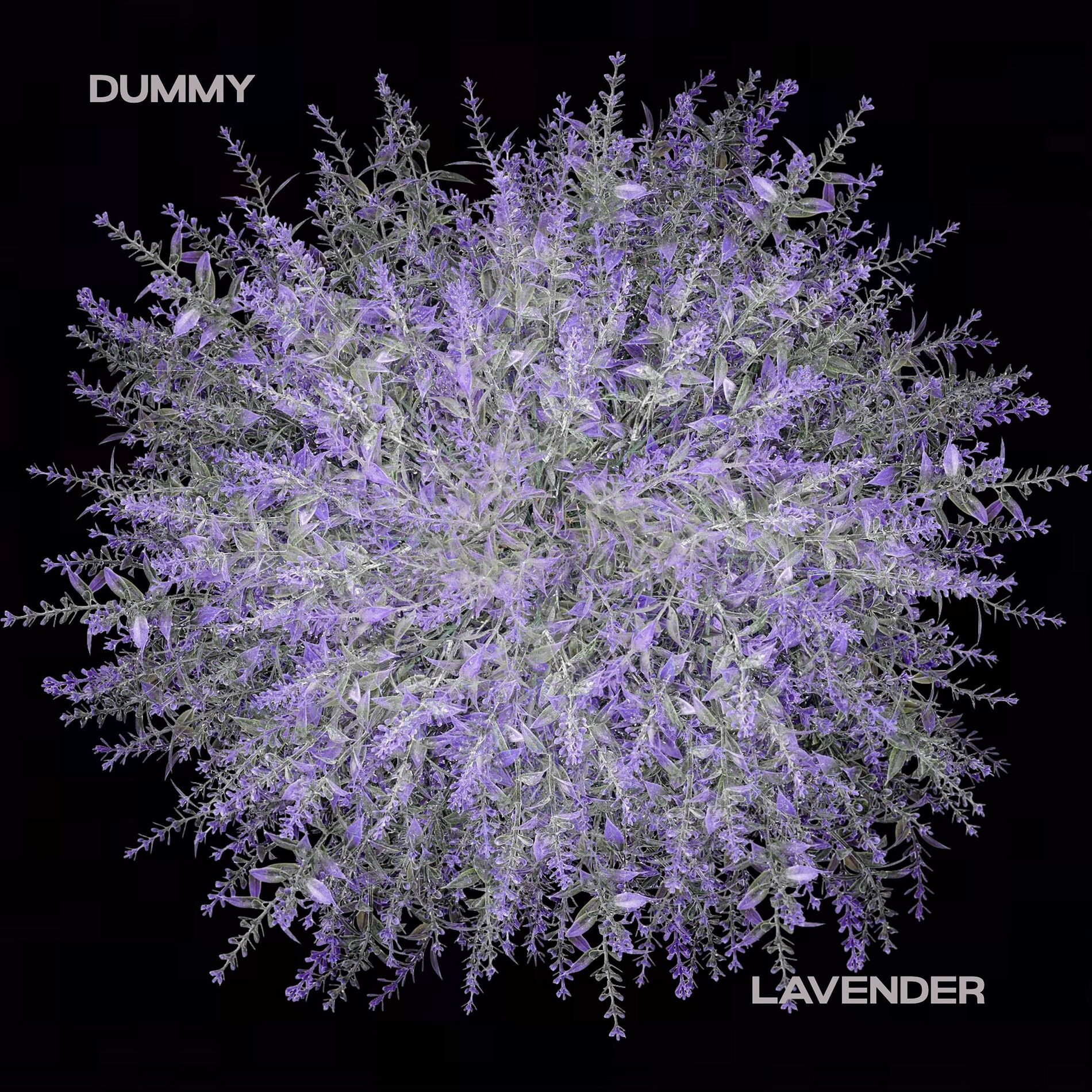Album cover of Dummy / Lavender