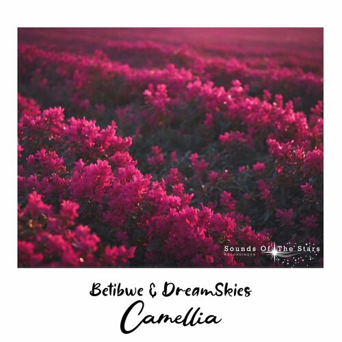  Betibwe & DreamSkies - Camellia (2025) 