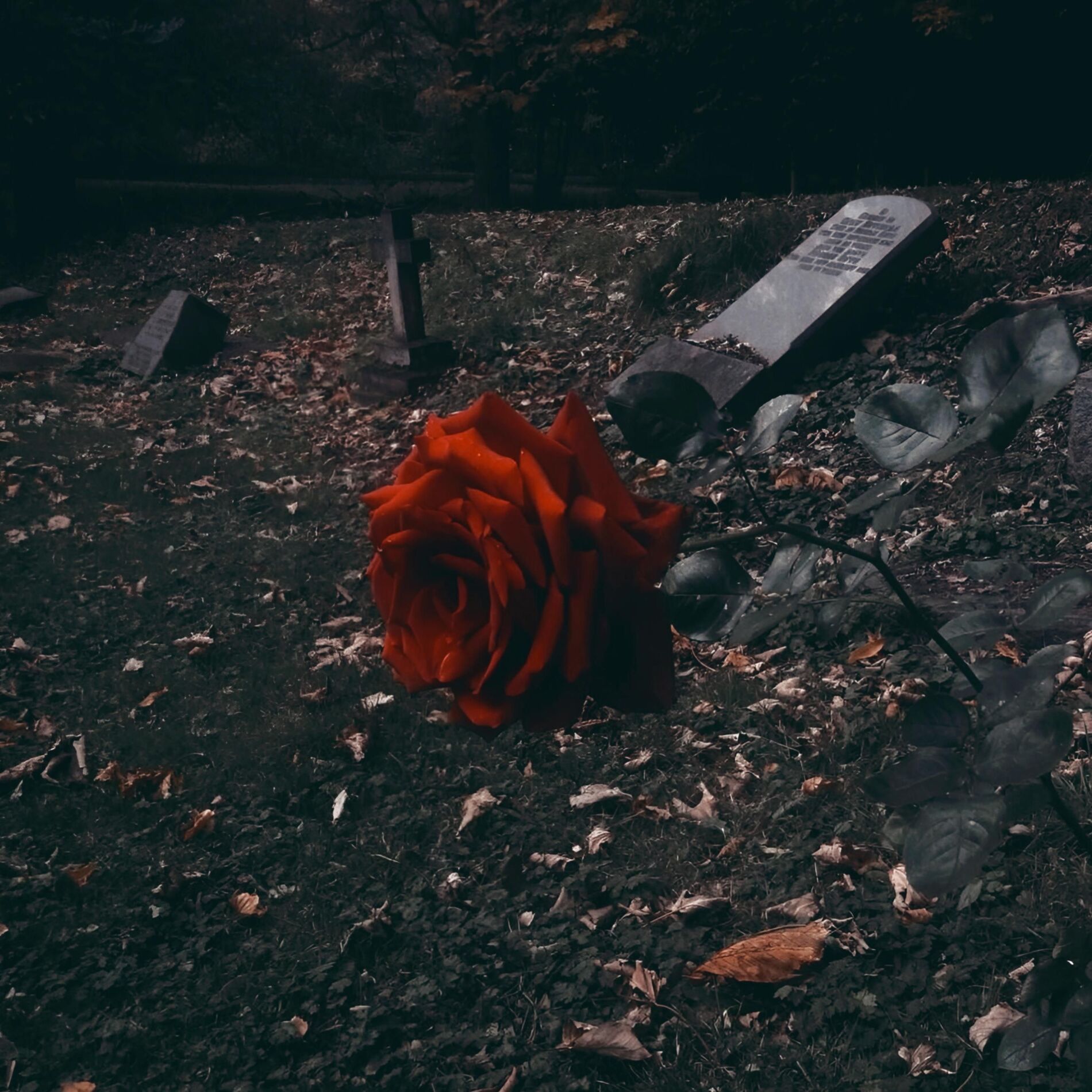 Album cover of Roses
