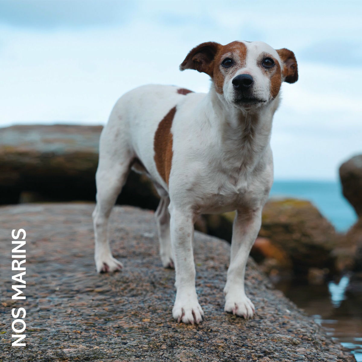 Album cover of Nos marins