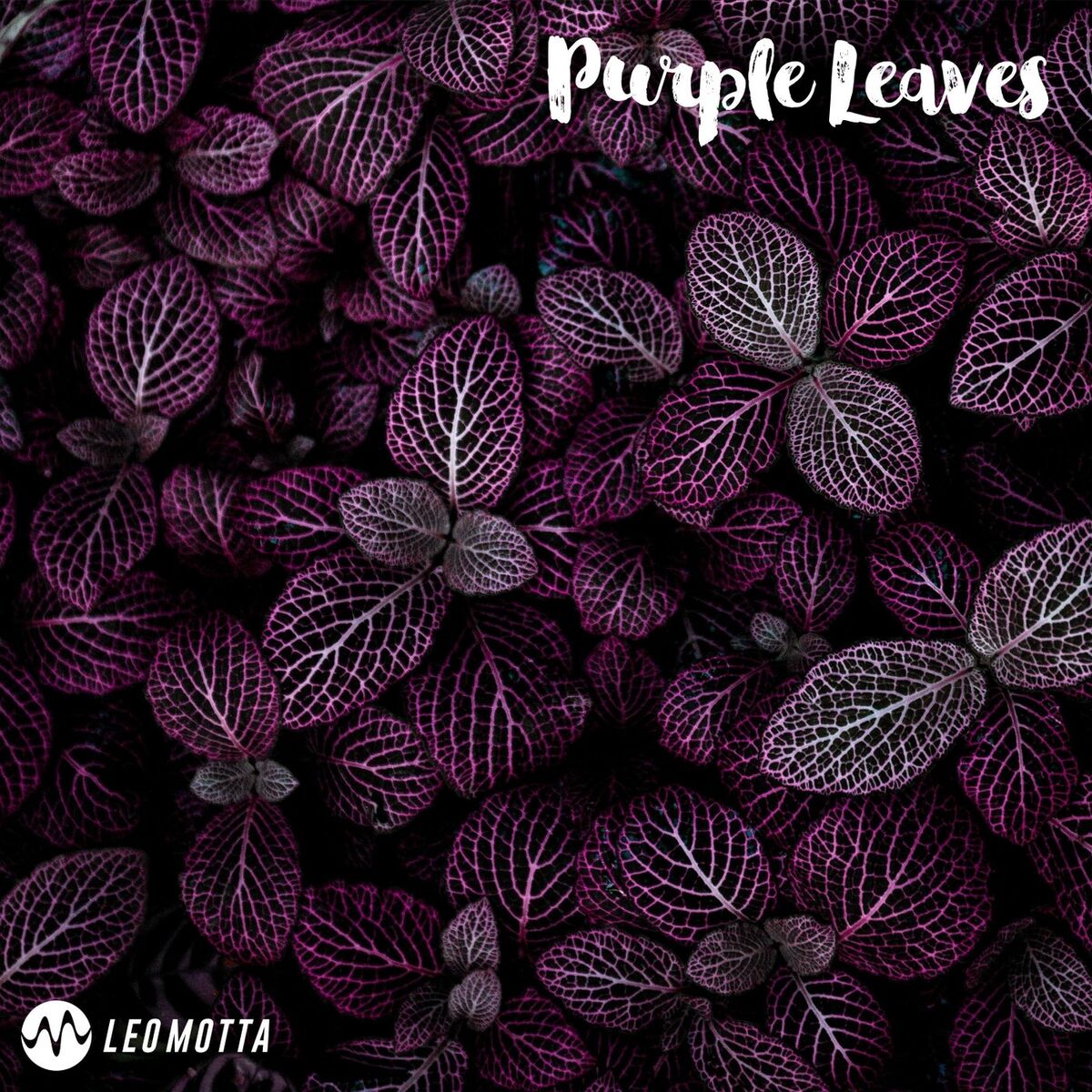 Album cover of Purple Leaves