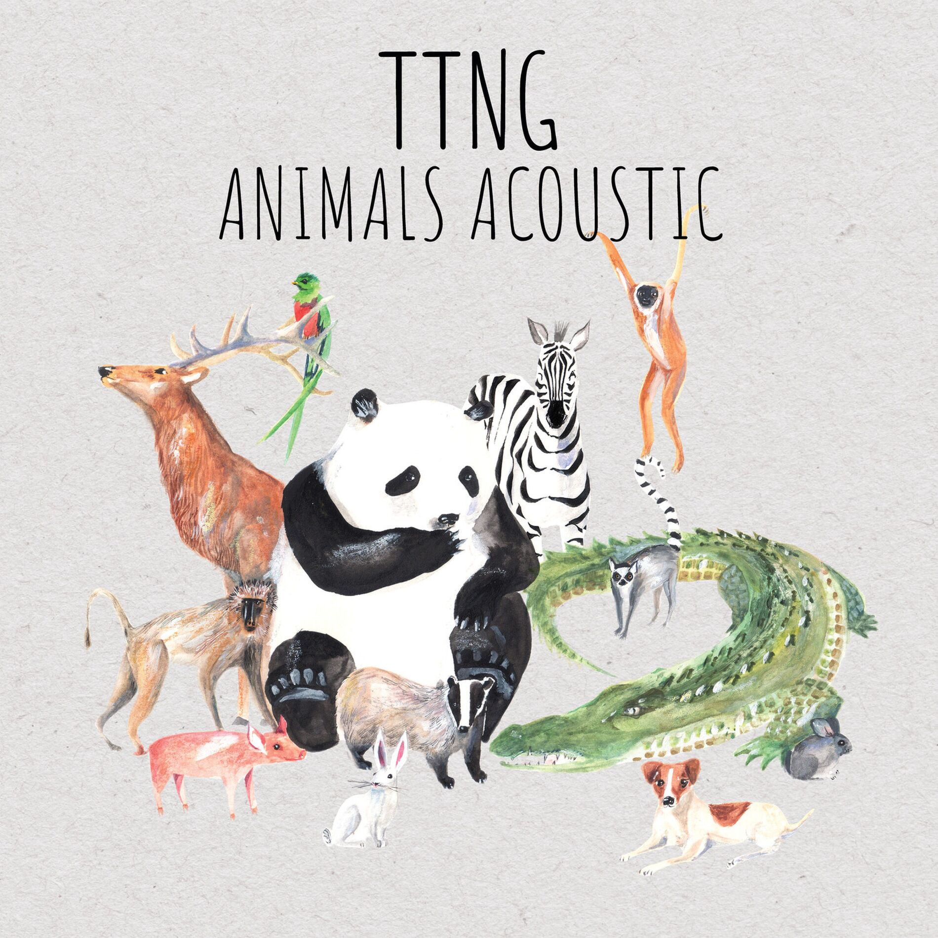 Album cover of Animals Acoustic