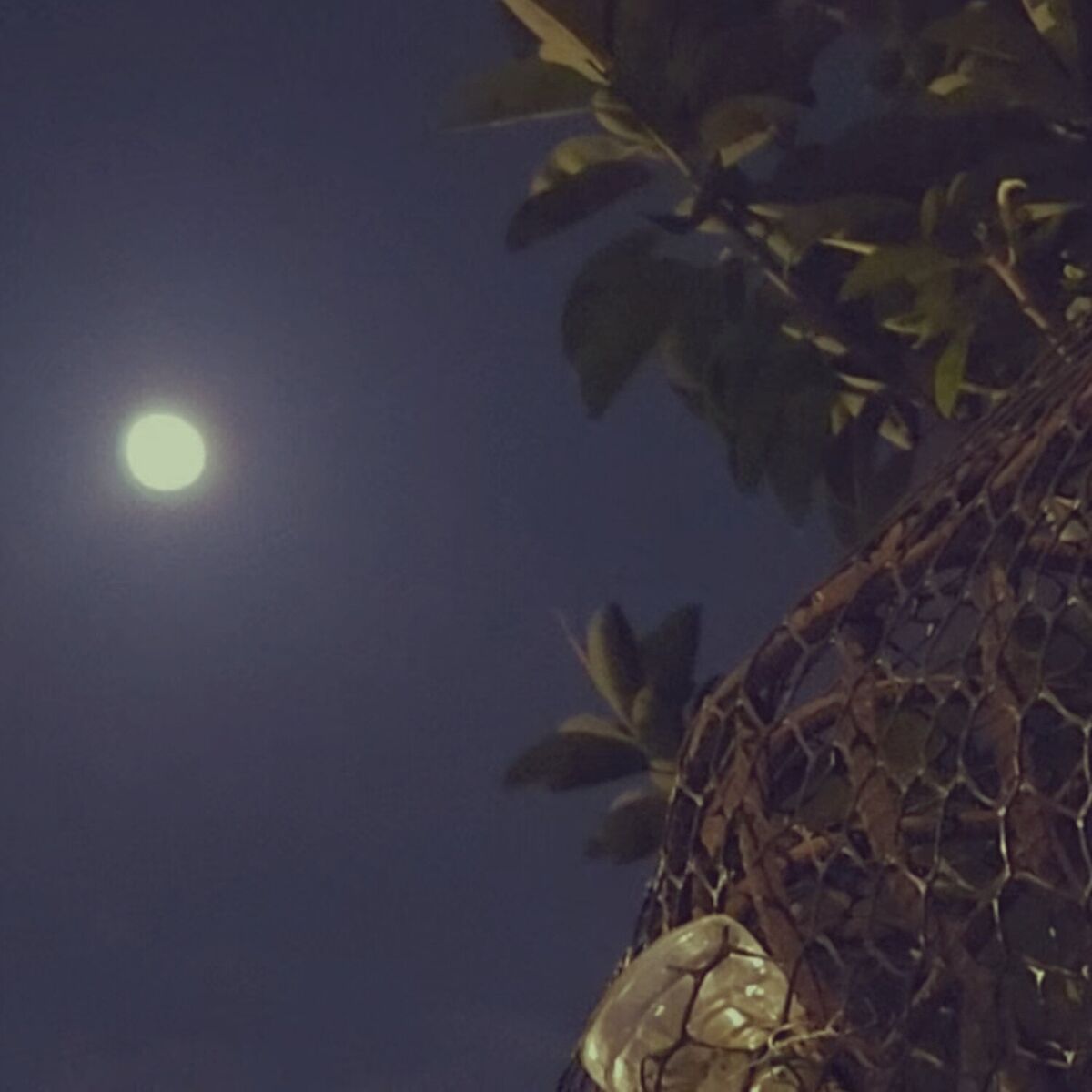 Album cover of moonlight