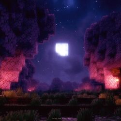 Cover of lovely nights