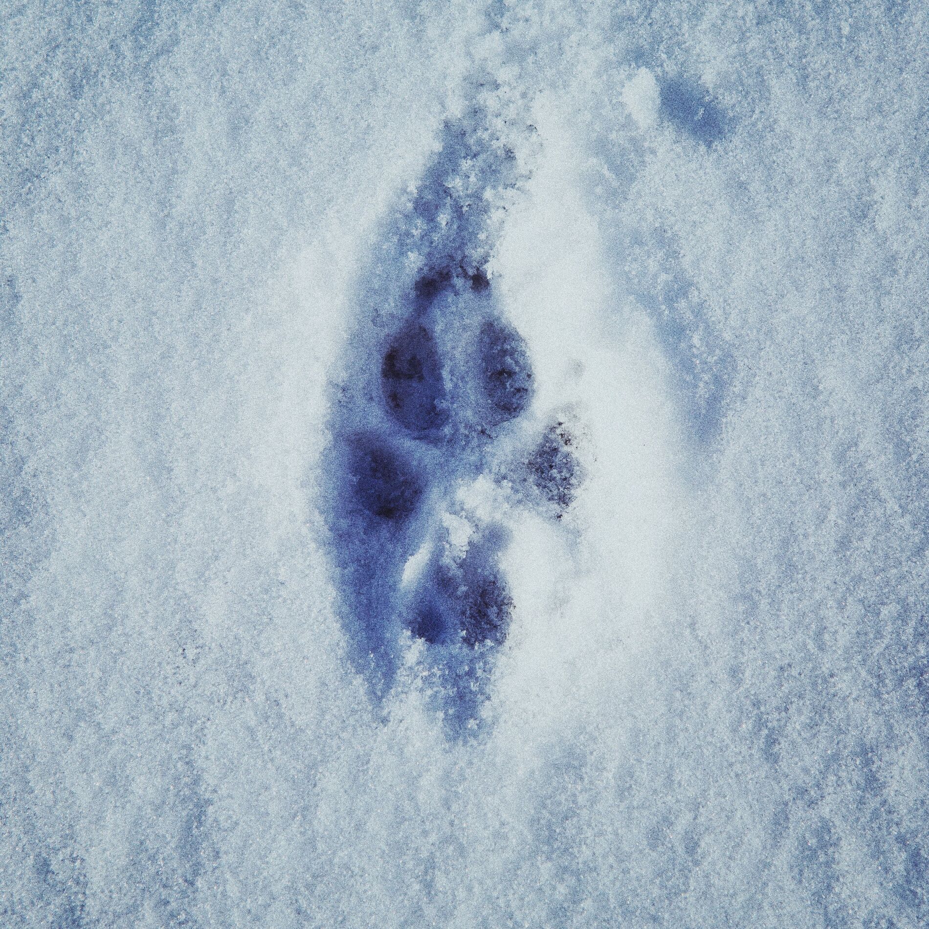 Album cover of Footprints