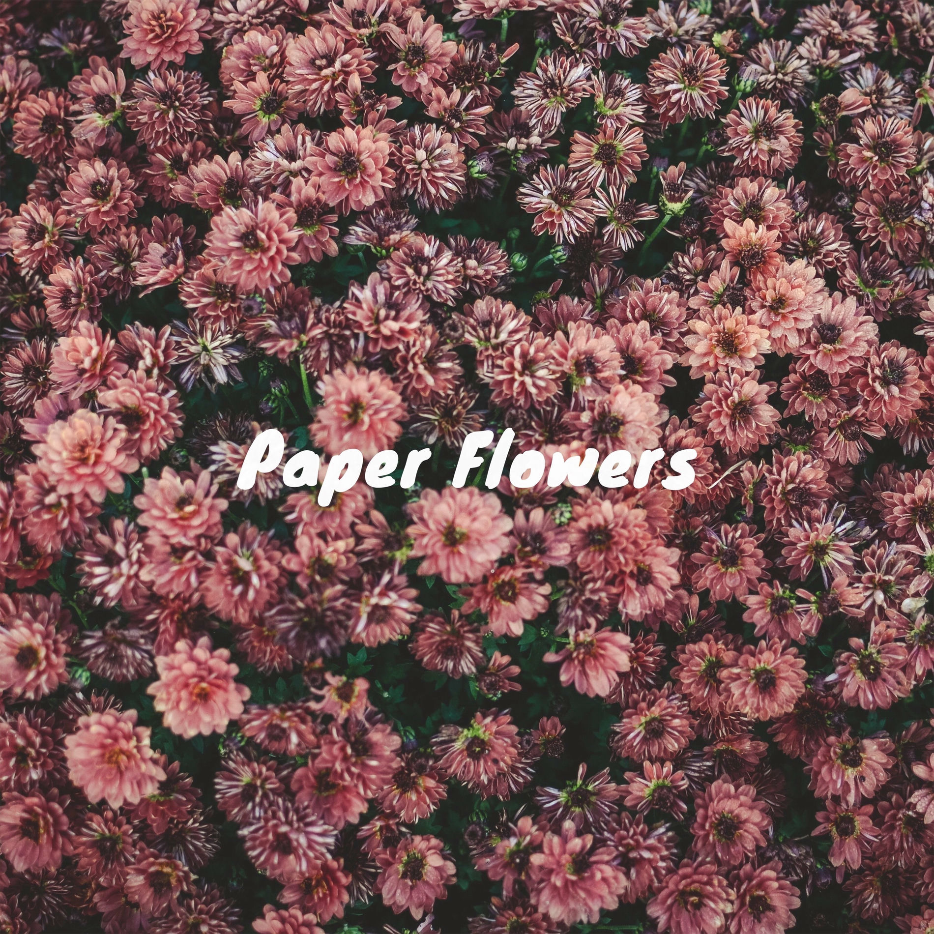 Album cover of Paper Flowers