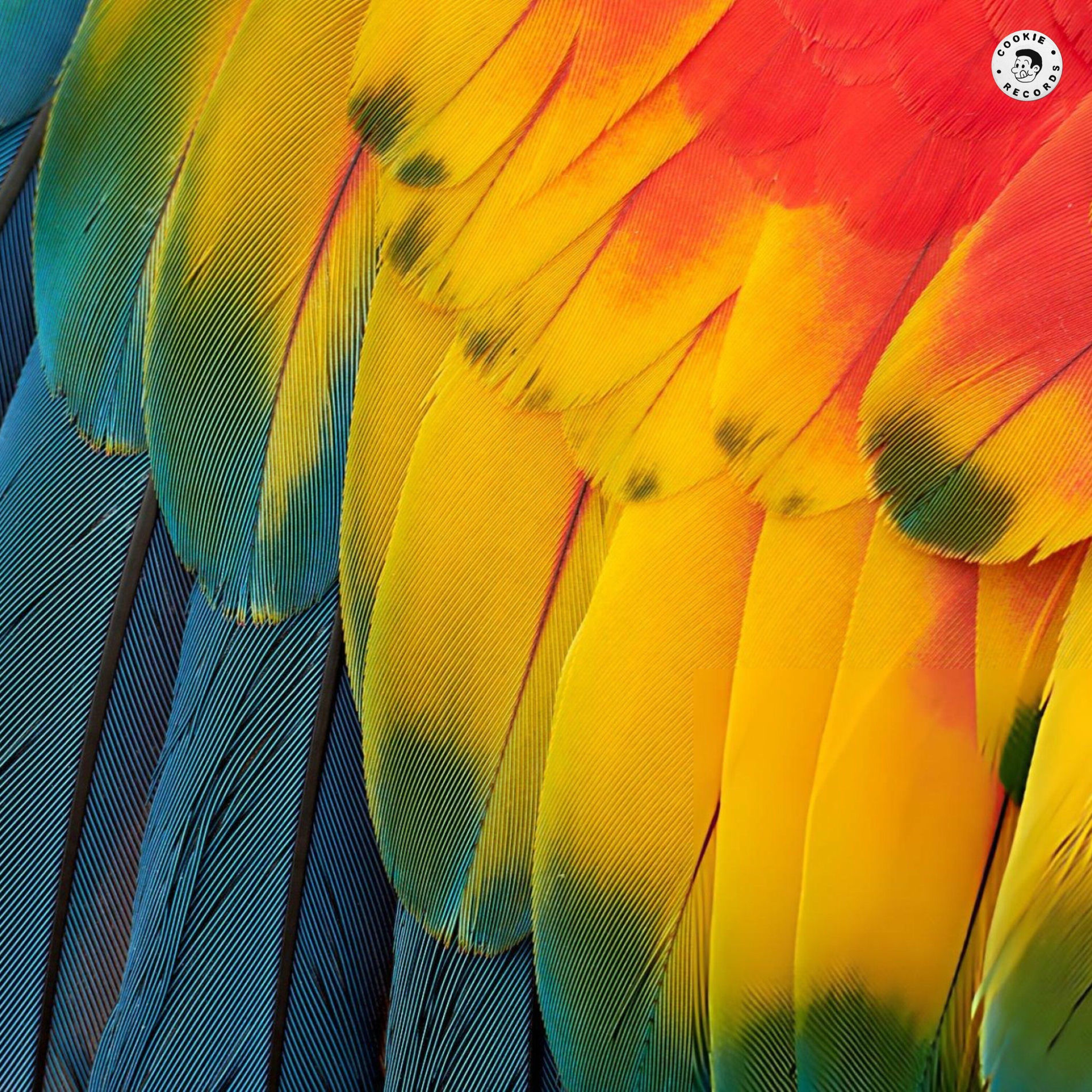 Album cover of Wings