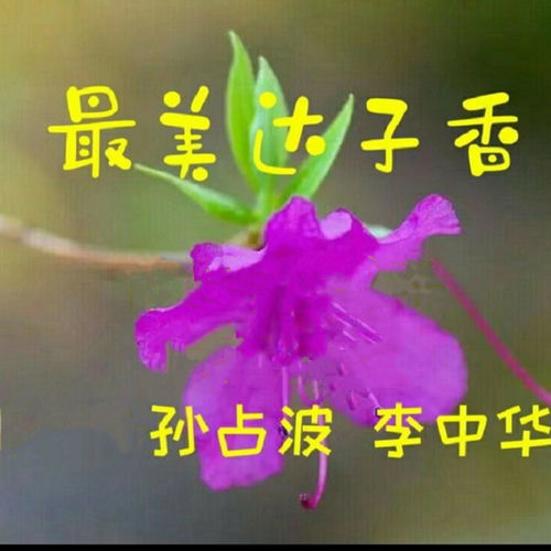 最美达子香