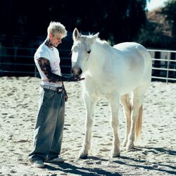 wild horse