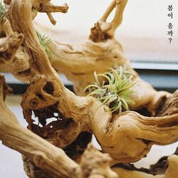 Cover of Will spring come?